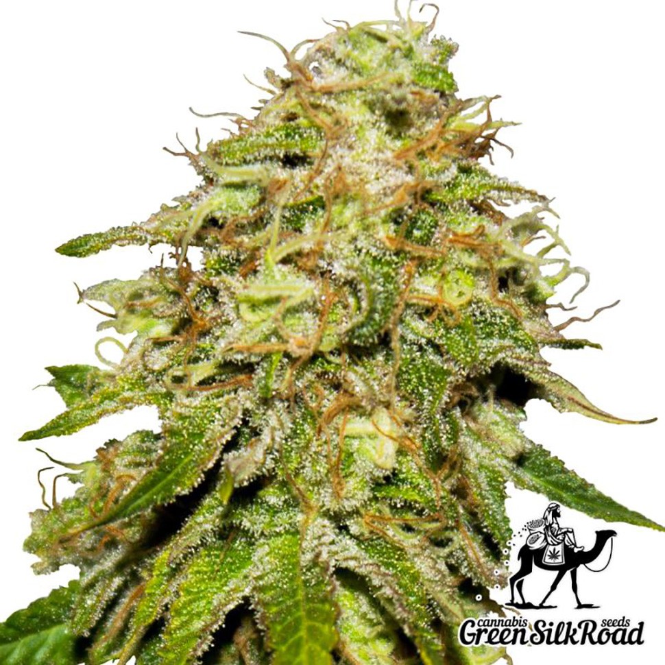 Семена конопли  Auto Critical feminised Green Silk Road Seeds
