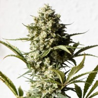 Auto Chronic Monster XXL feminised Victory Seeds