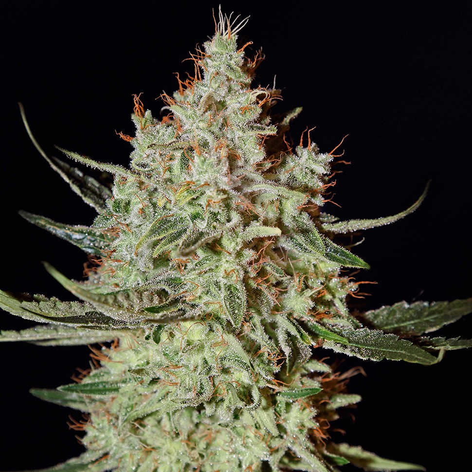 Семена каннабиса  K-Train feminised Ganja Seeds