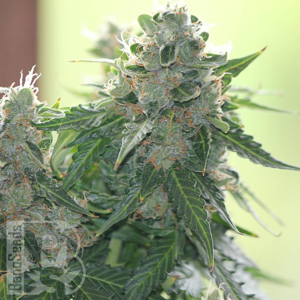 Семена каннабиса  White Dwarf feminised Ganja Seeds