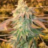 Семена каннабиса  White Dwarf feminised Ganja Seeds