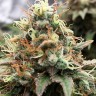 Семена каннабиса  Skunk Amsterdam feminised Ganja Seeds