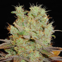 Somango feminised Ganja Seeds