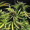 купить качественные семена конопли Somango feminised