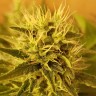 купить семена сортовой конопли Somango feminised