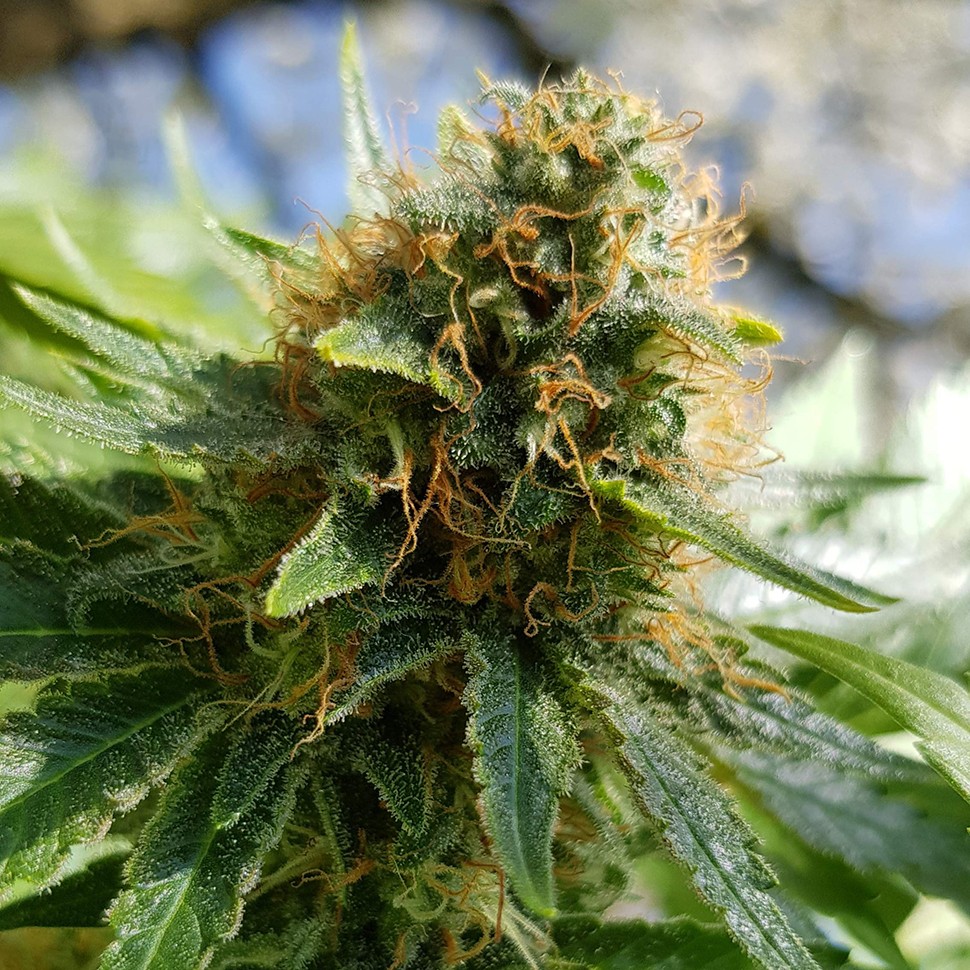 купить семена конопли f1 в оригинальной упаковке Somango feminised