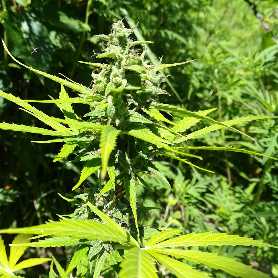 купить мощные семена конопли Somango feminised