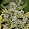 купить семена конопли дешево Somango feminised