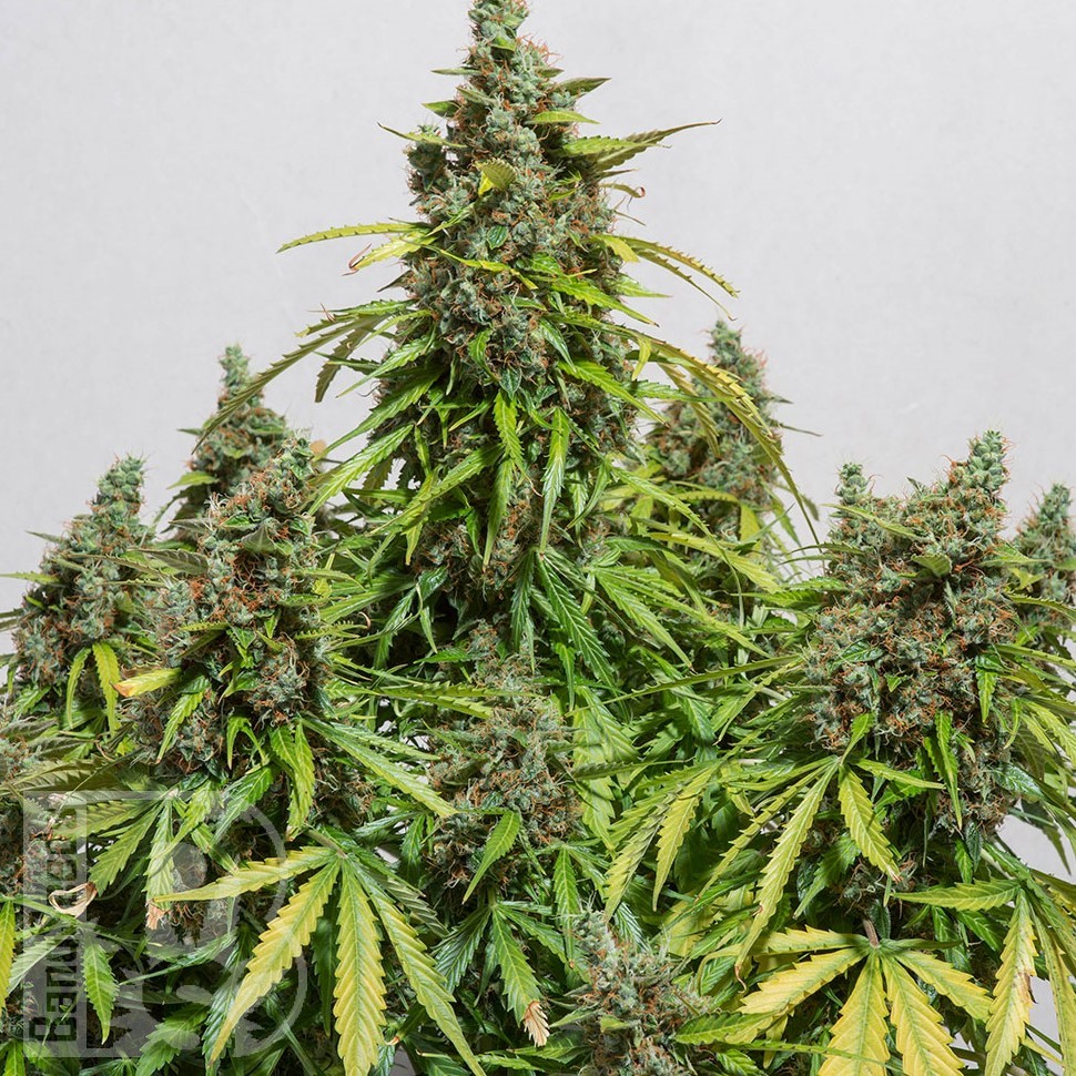 Семена ганжа  Black Domina x White Russian feminised Ganja Seeds