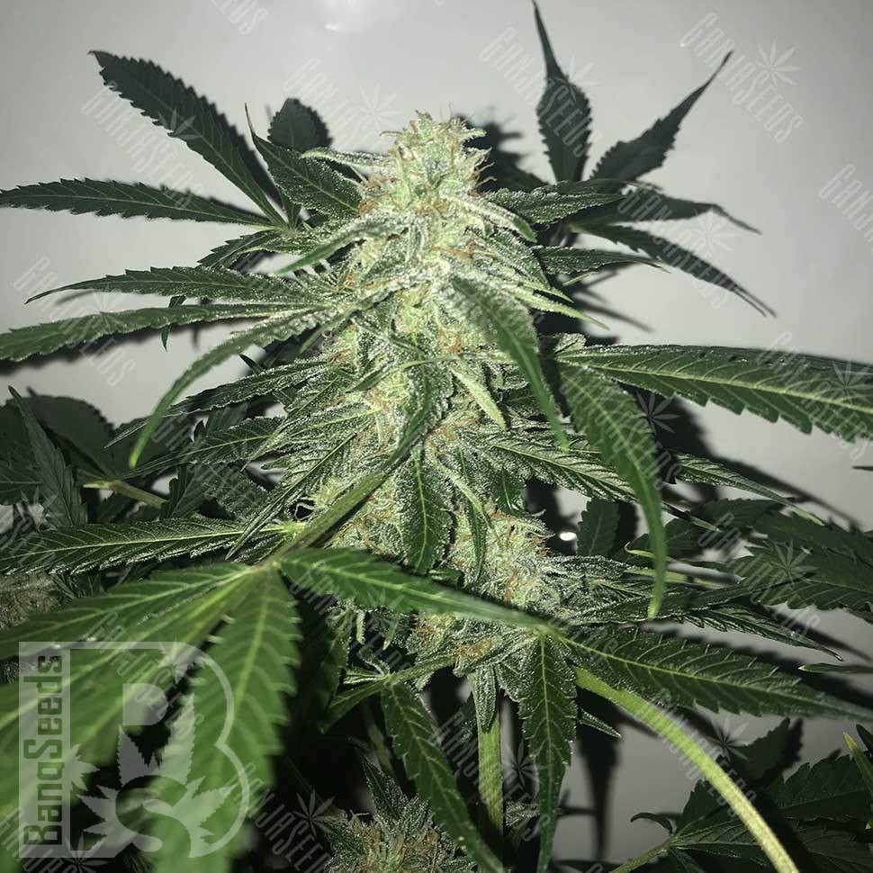 Семена ганжа  Black Domina x White Russian feminised Ganja Seeds