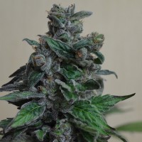 Кубанский убийца feminised Ganja Seeds