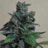 Семена ганжа  Кубанский убийца feminised Ganja Seeds