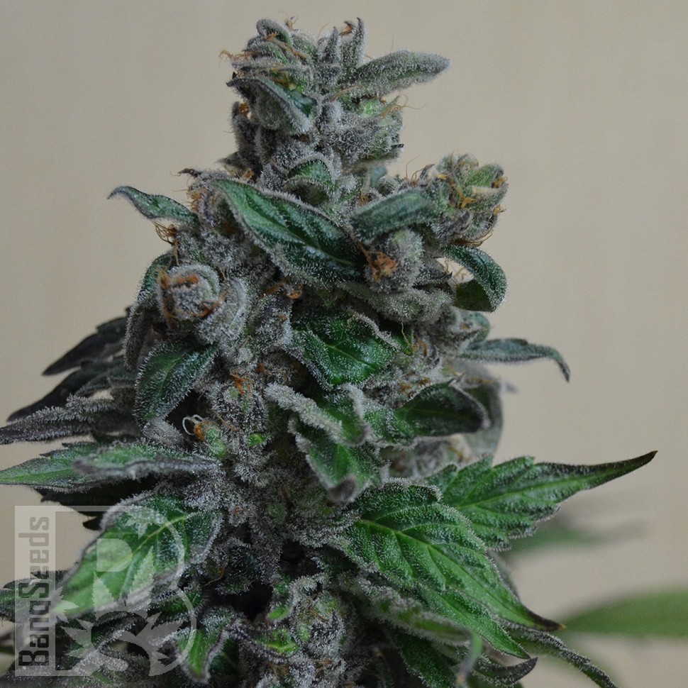 Семена ганжа  Кубанский убийца feminised Ganja Seeds