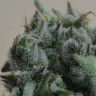 Семена ганжа  Кубанский убийца feminised Ganja Seeds
