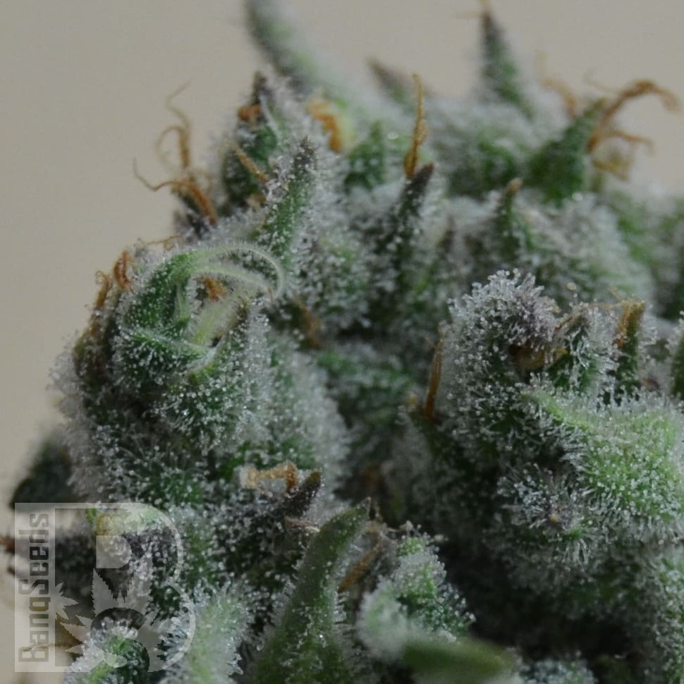 Семена ганжа  Кубанский убийца feminised Ganja Seeds