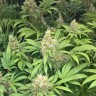 Семена каннабиса  Skunk #1 feminised Ganja Seeds