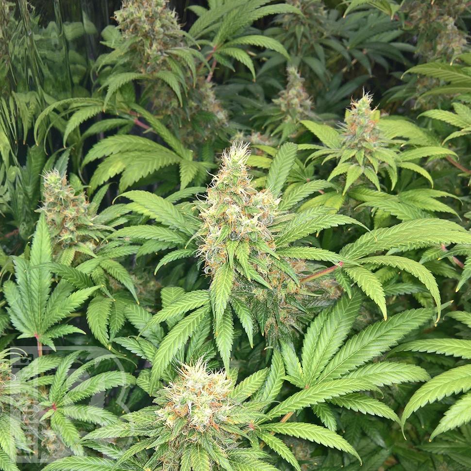 Семена каннабиса  Skunk #1 feminised Ganja Seeds