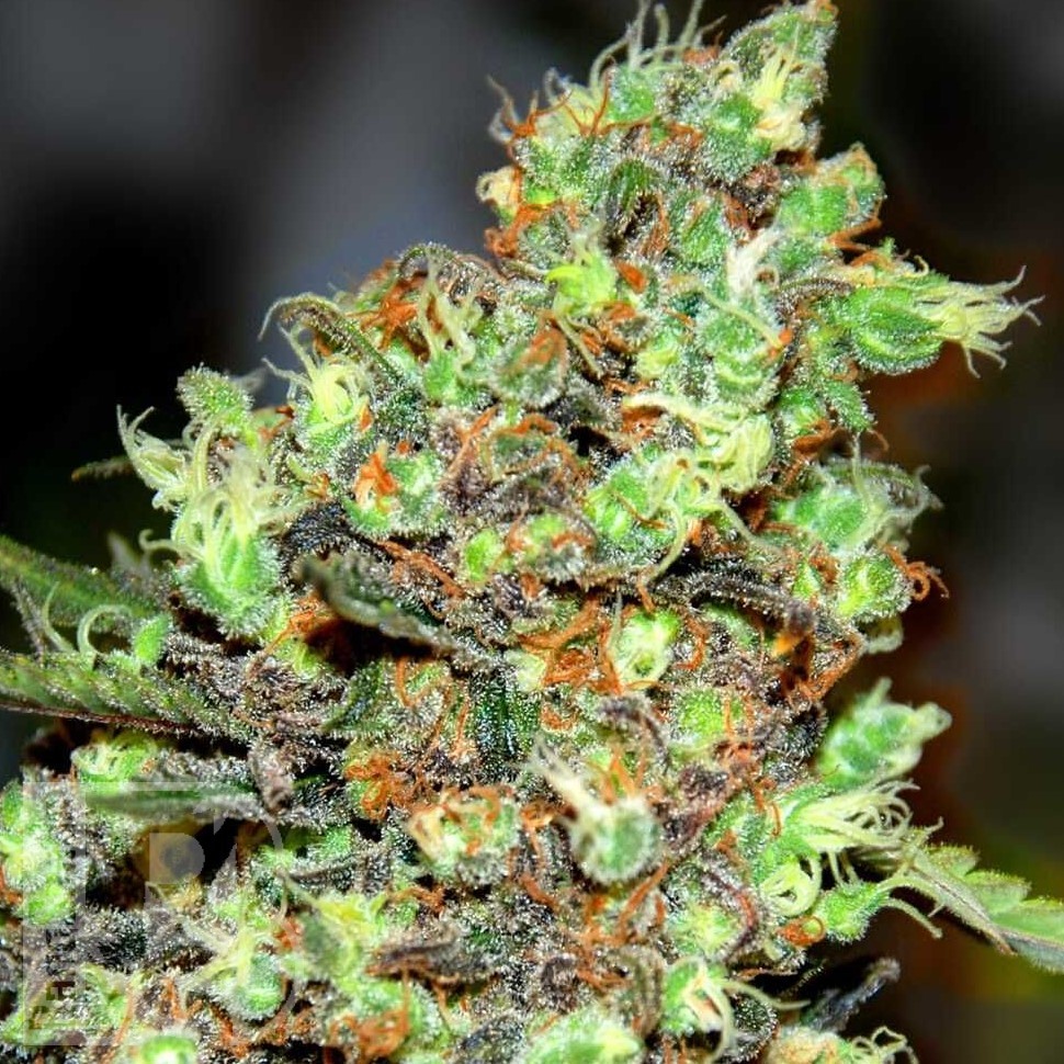 Семена каннабиса  Skunk #1 feminised Ganja Seeds