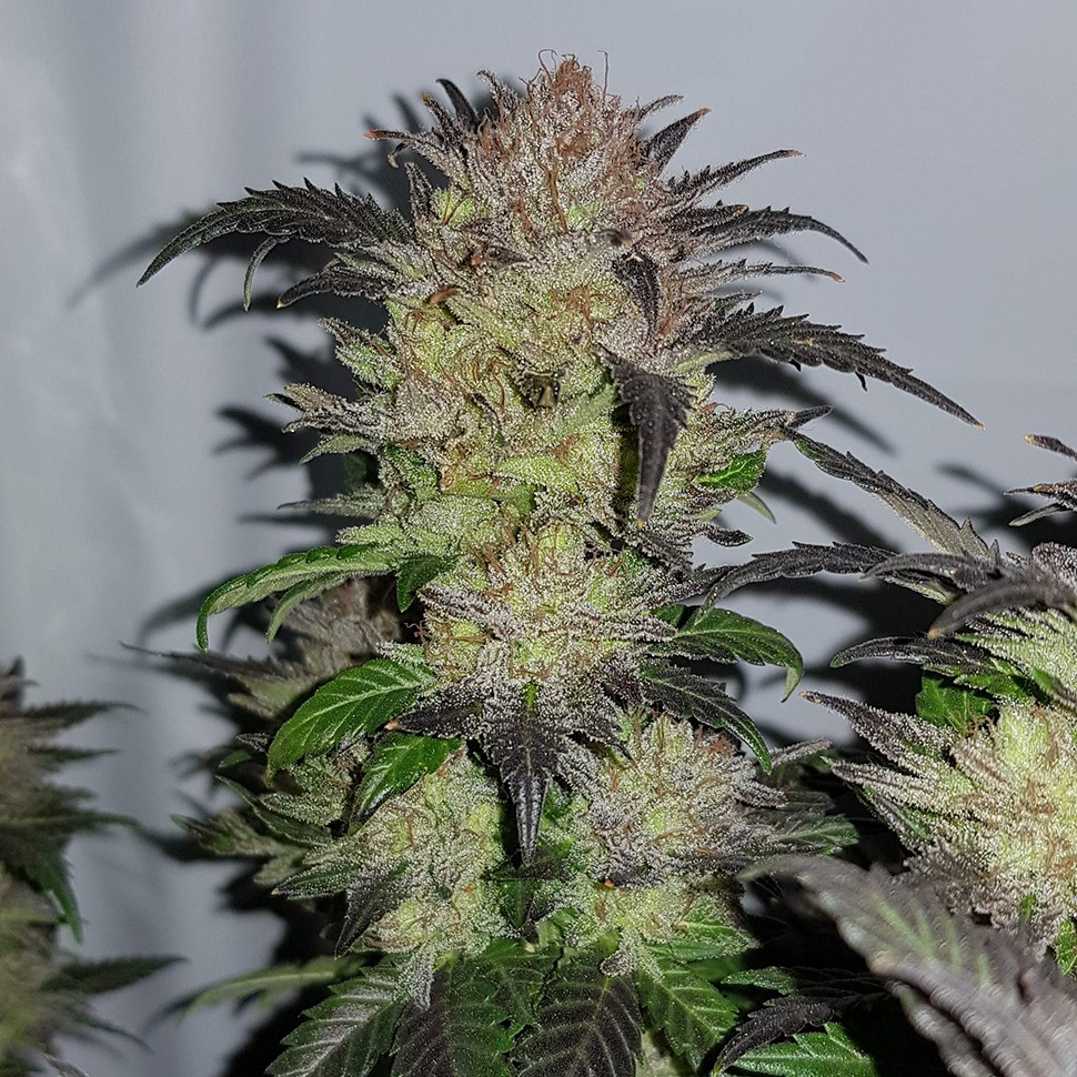 Семена марихуаны  Auto Critical + feminised Ganja Seeds