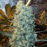 Семена марихуаны  Power Plant feminised Ganja Seeds