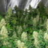 Семена марихуаны  Power Plant feminised Ganja Seeds