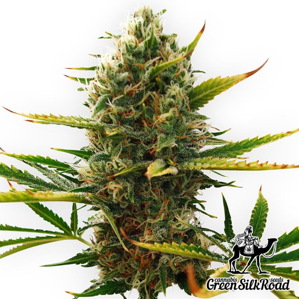 Семена  Auto Super Skunk feminised Green Silk Road Seeds