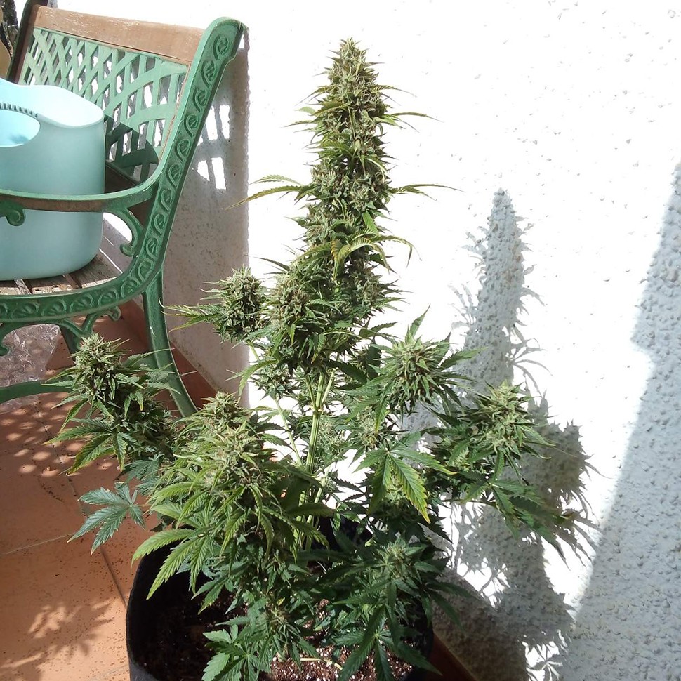 Семена конопли  Auto Heaven feminised Victory Seeds