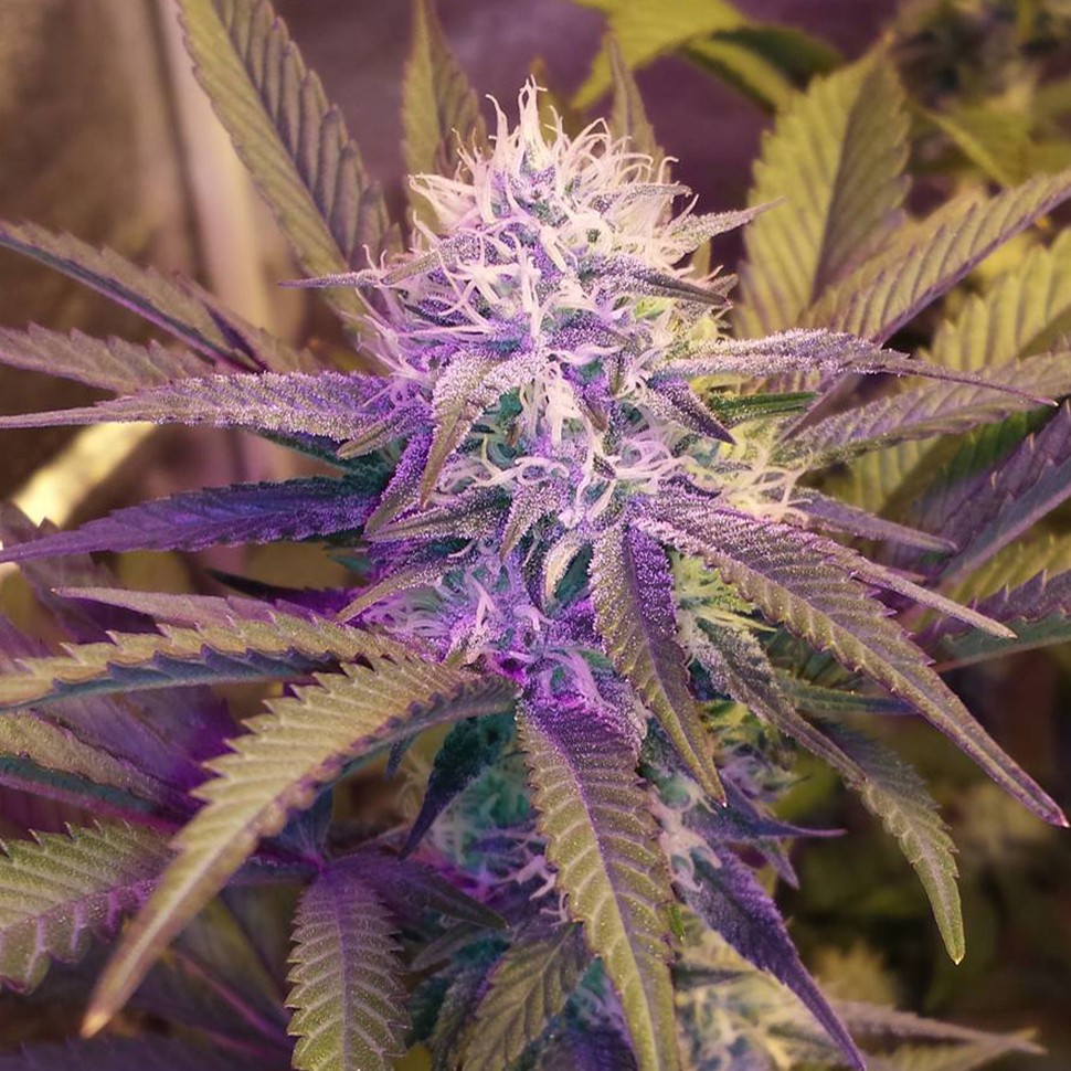 Семена каннабиса White Lavender feminised Ganja Seeds