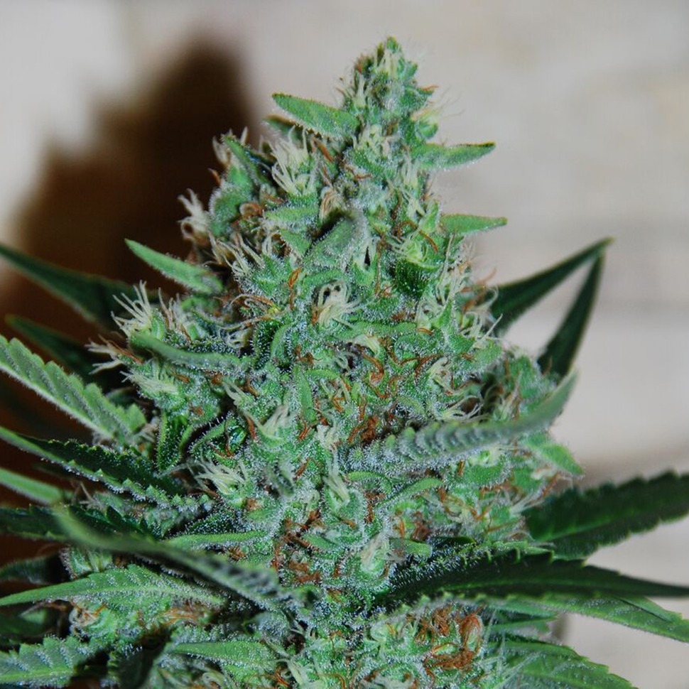 Семена конопли White Lavender feminised Ganja Seeds