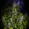 Недорогие семена конопли White Lavender feminised Ganja Seeds