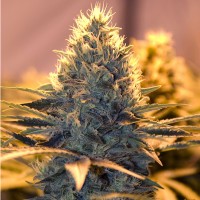 White Lavender feminised Ganja Seeds