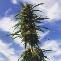 Amnesia Gold feminised Ganja Seeds