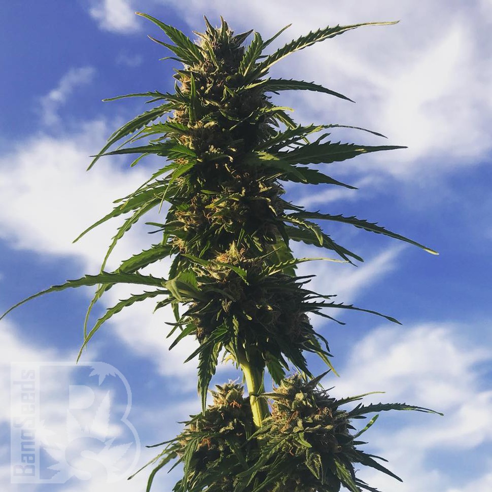 Семена каннабиса  Amnesia Gold feminised Ganja Seeds