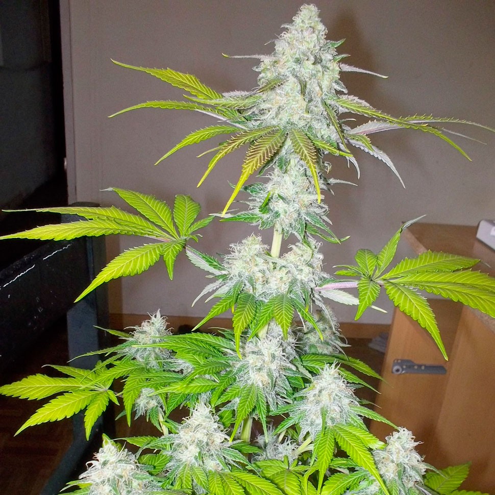 Семена  Auto Amnesia feminised Ganja Seeds