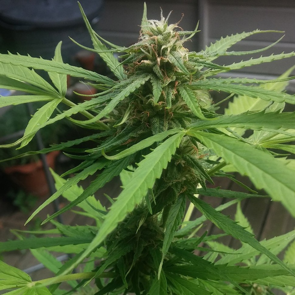 Семена ганжа  Auto Vertigo regular Ganja Seeds