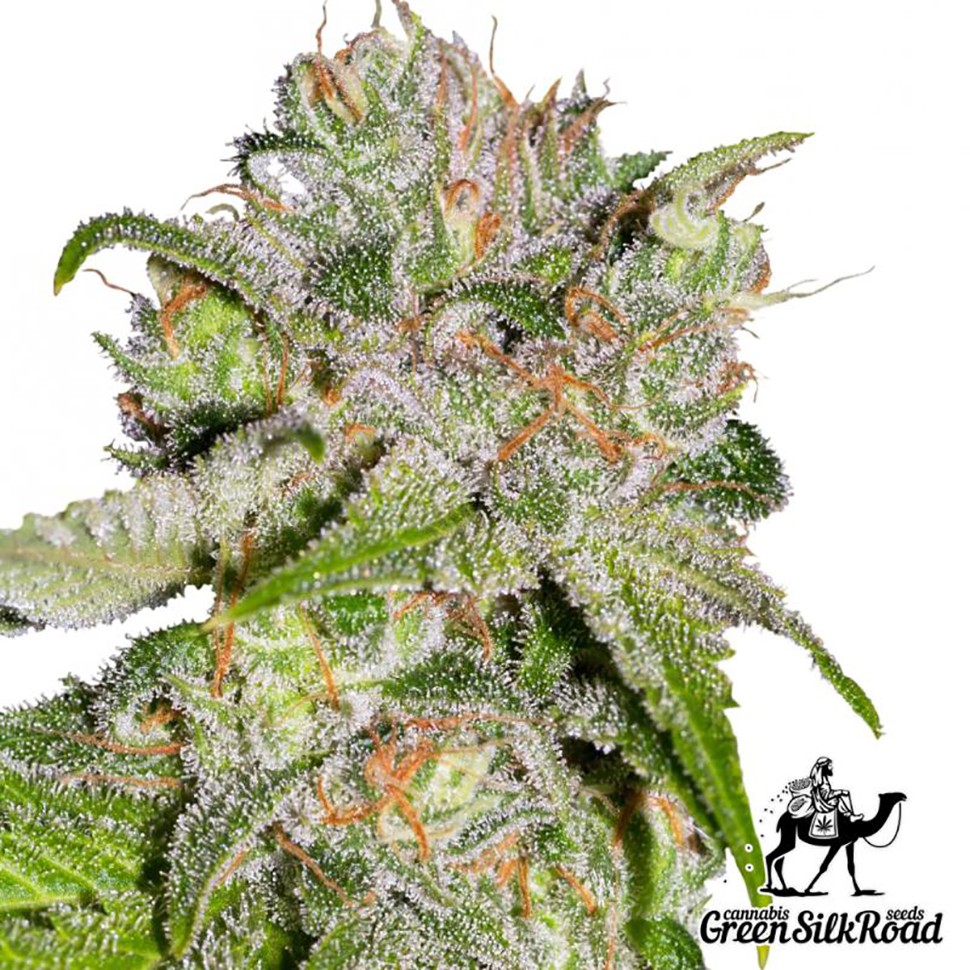 Семена марихуаны  Auto Sweet Tooth feminised Green Silk Road Seeds