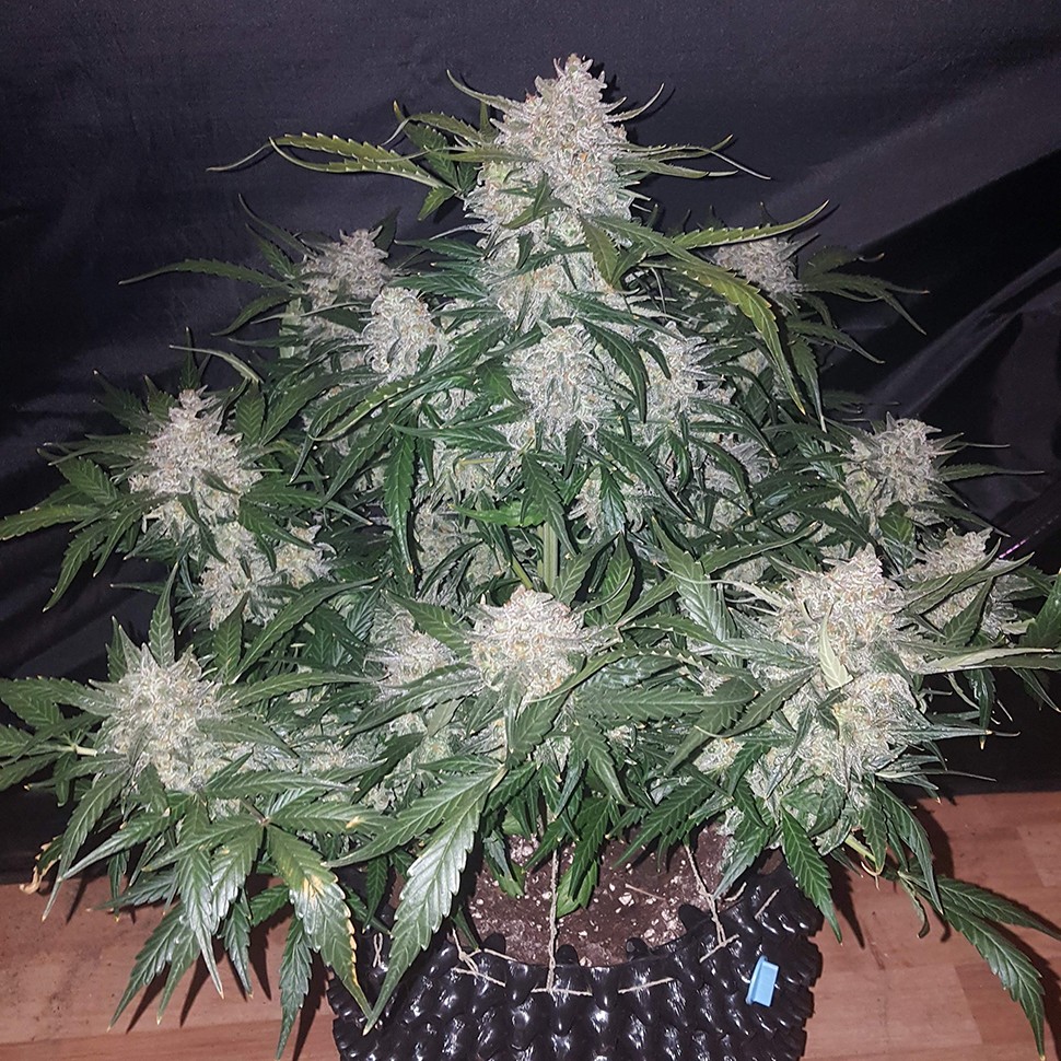 Семена каннабиса  Auto Anesthesia feminised Ganja Seeds