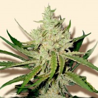 Amnesia Haze feminised Ganja Seeds