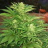 Семена  Narkush feminised Ganja Seeds