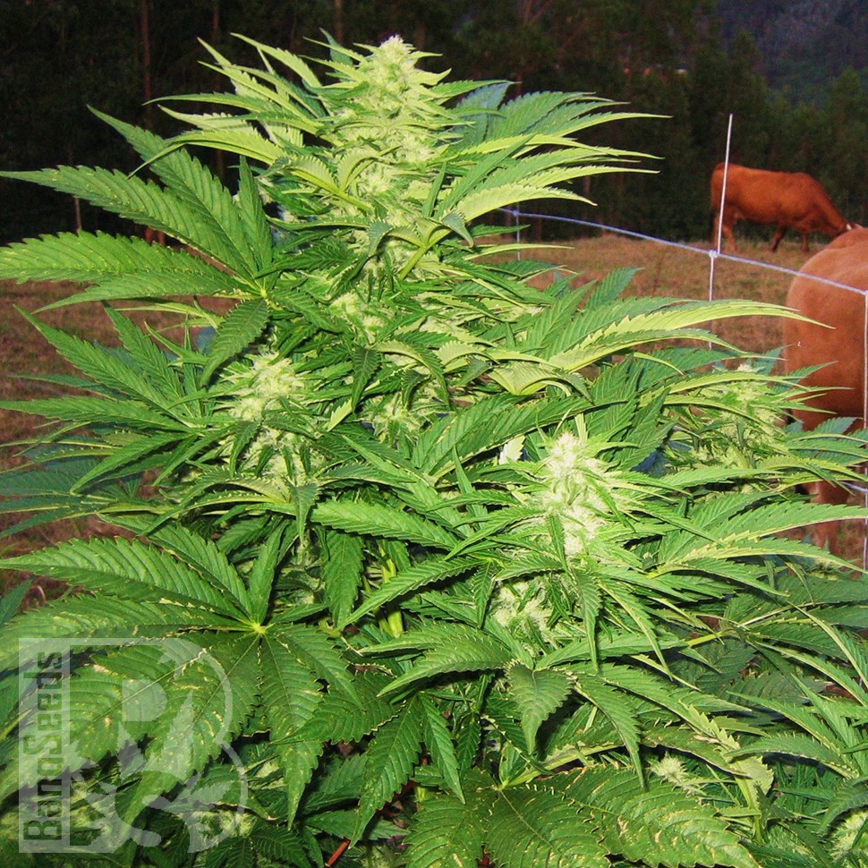 Семена  Narkush feminised Ganja Seeds
