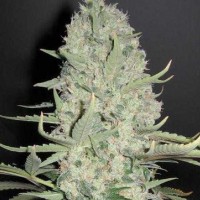 Narkush feminised Ganja Seeds