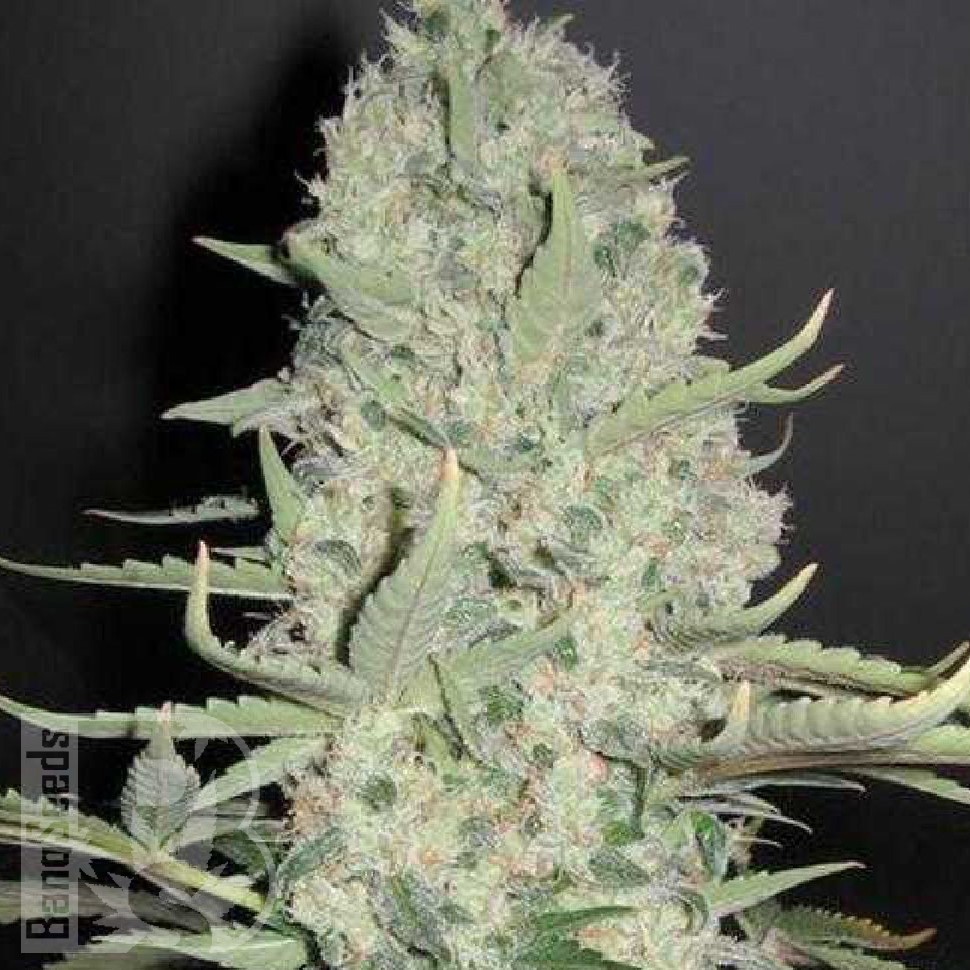 Семена  Narkush feminised Ganja Seeds