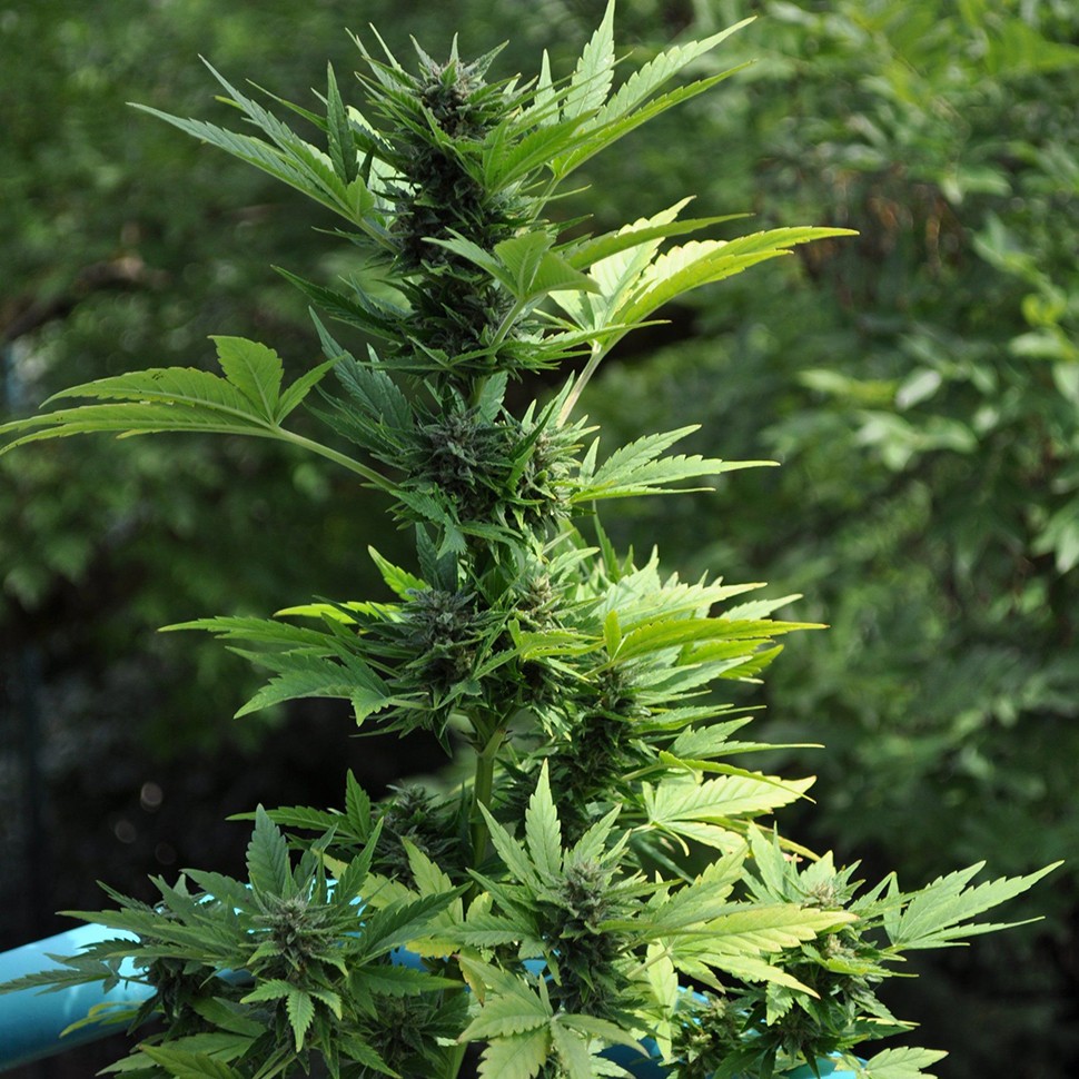 купить семена конопли в Украине Auto Lowryder2 feminised