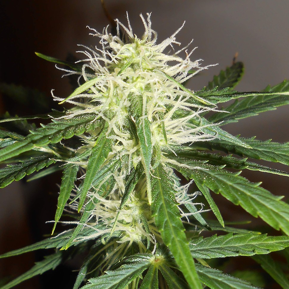 Семена ганжа  Auto Lowryder #2 feminised Ganja Seeds