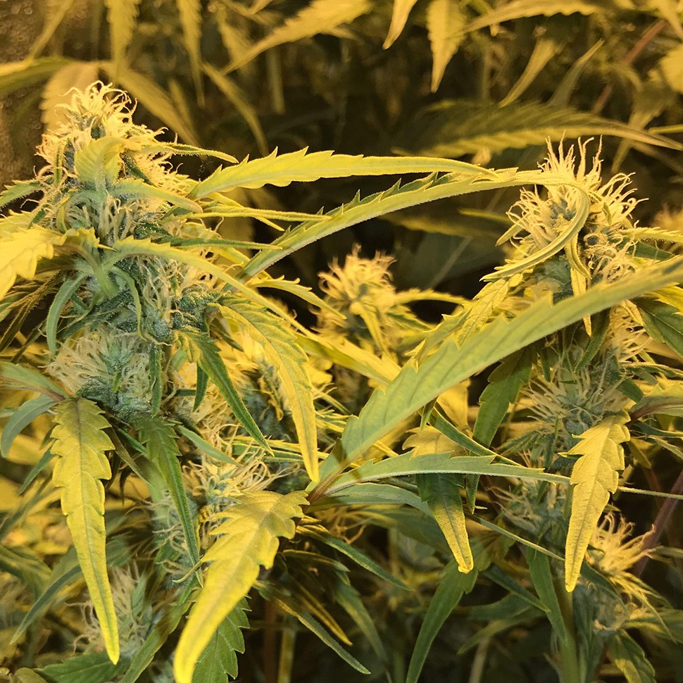 Семена ганжа  Auto Lowryder #2 feminised Ganja Seeds