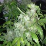 Семена ганжа  Auto Lowryder #2 feminised Ganja Seeds