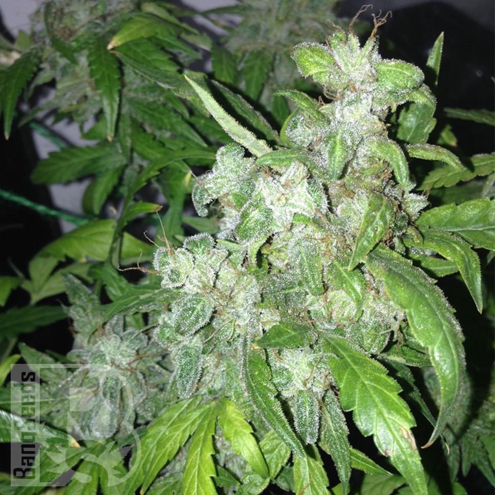 Семена ганжа  Auto Lowryder #2 feminised Ganja Seeds