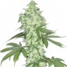 Семена ганжа  Auto Lowryder #2 feminised Ganja Seeds