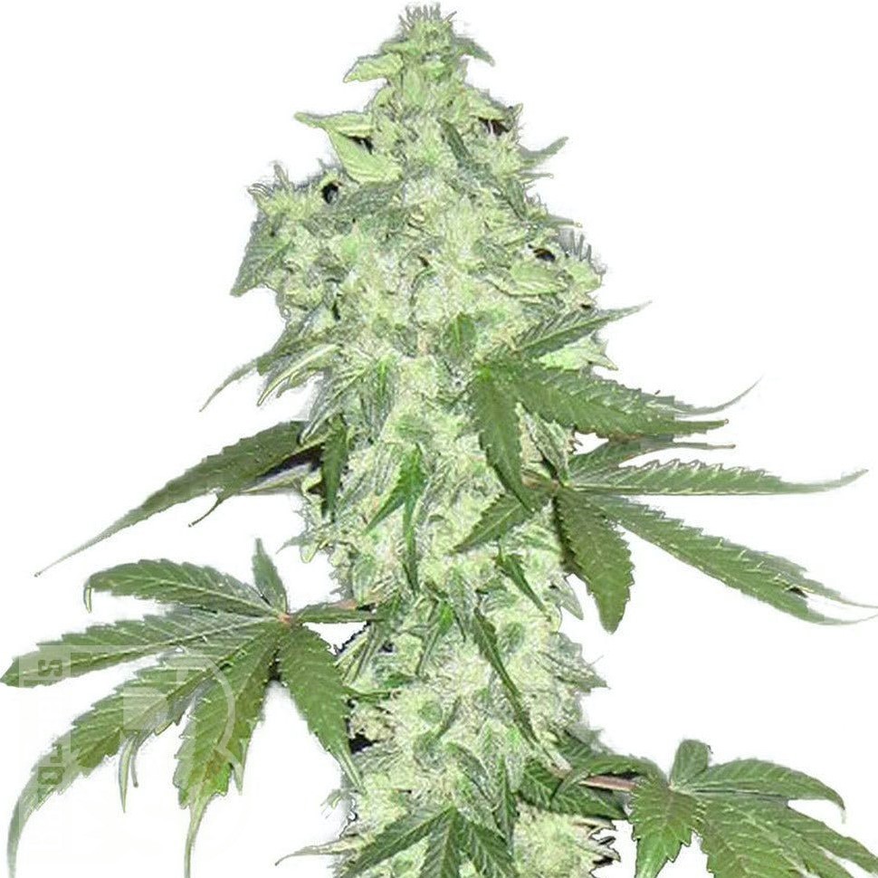 Семена ганжа  Auto Lowryder #2 feminised Ganja Seeds