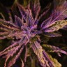 Семена ганжа  Auto Lowryder #2 feminised Ganja Seeds
